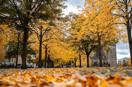 Commercial and HOA Leaf Removal Denver: What Property Managers Need to Know