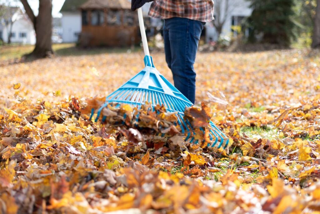 Fall Clean Up Services Near Me: Why Timing Matters