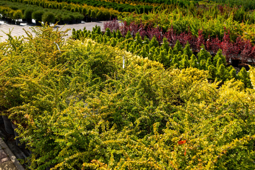 Landscape Maintenance Strategies That Reduce Long-Term Costs
