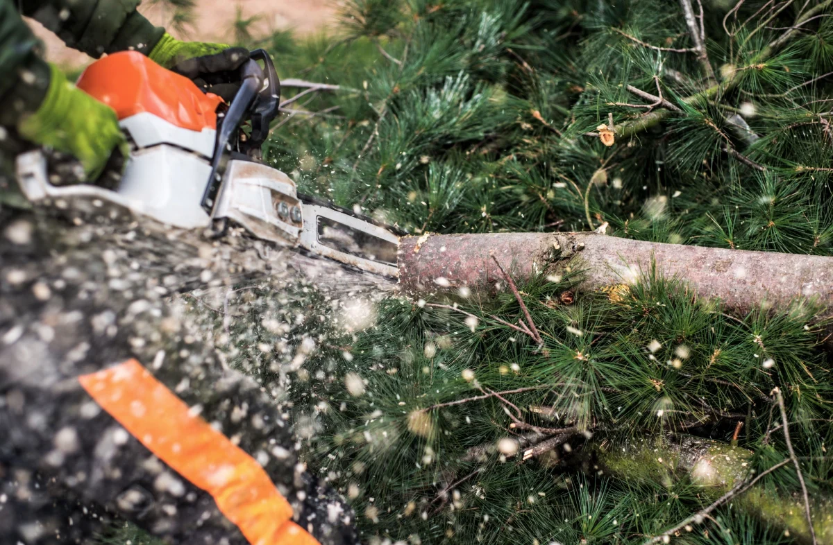 man using chainsaw to cut down tree