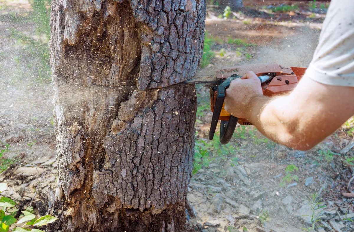 a man sawing down an old tree