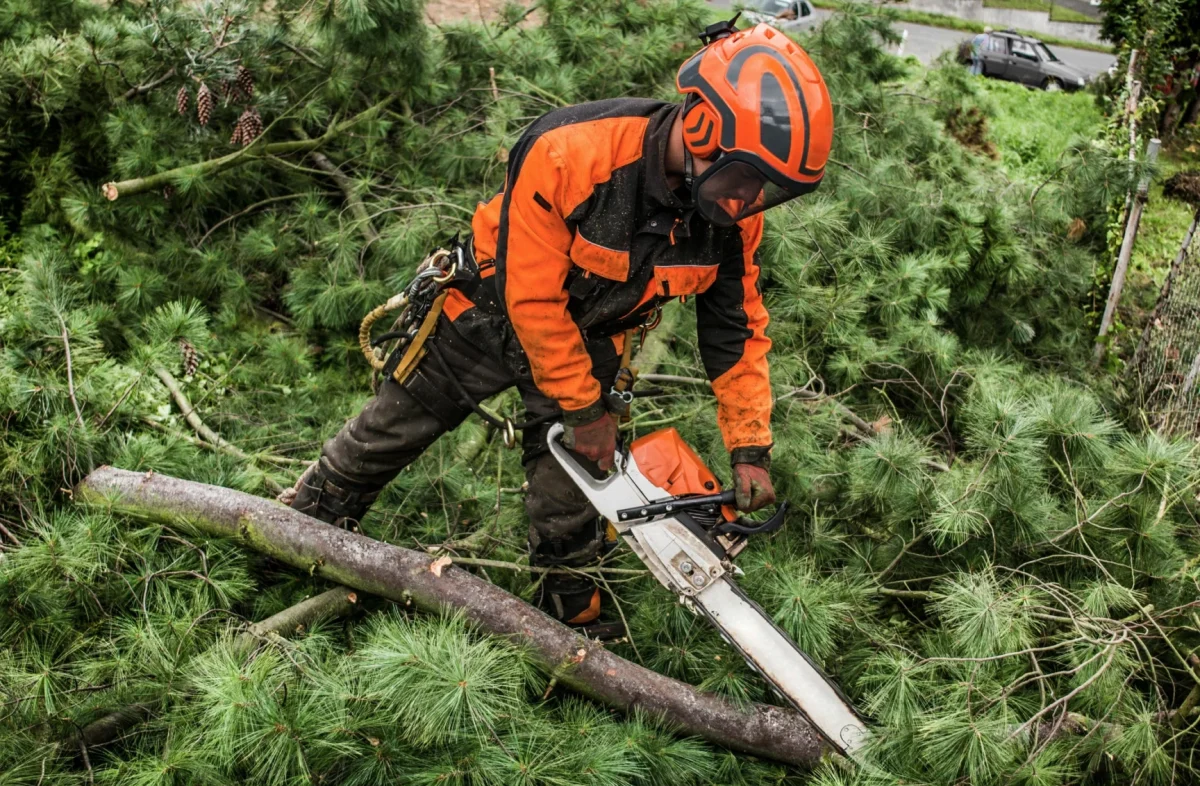 man cutting trees into tiny pieces for wood chipper