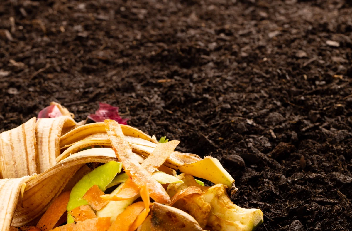 Organic fruit and vegetable waste for composting on dark soil