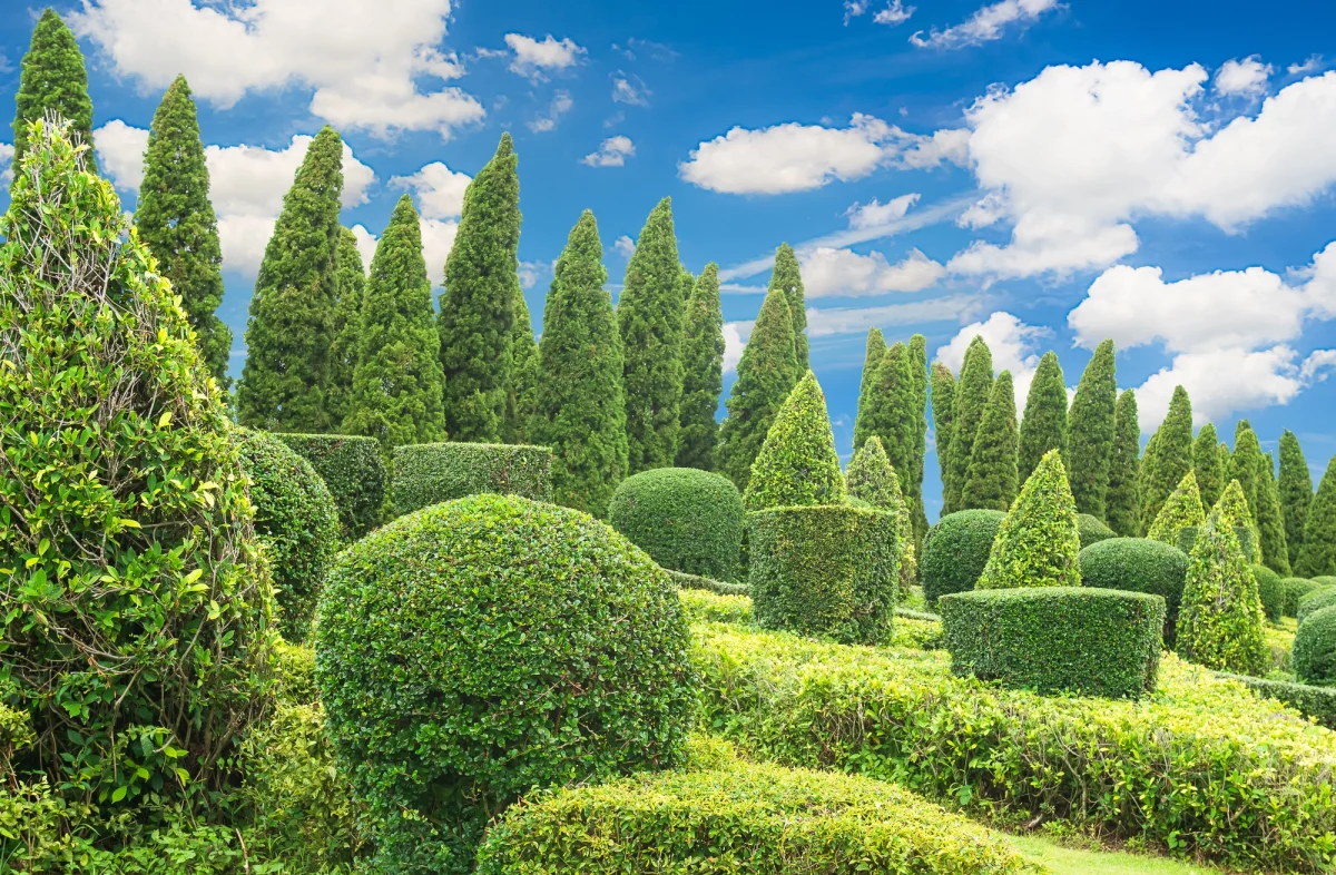 A field of well kept trees and shrubs in Denver Colorado