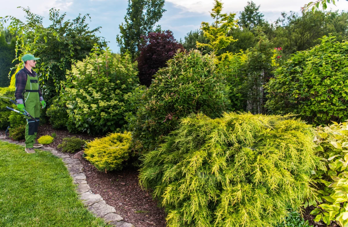 Professional working on trimming trees and shrubs